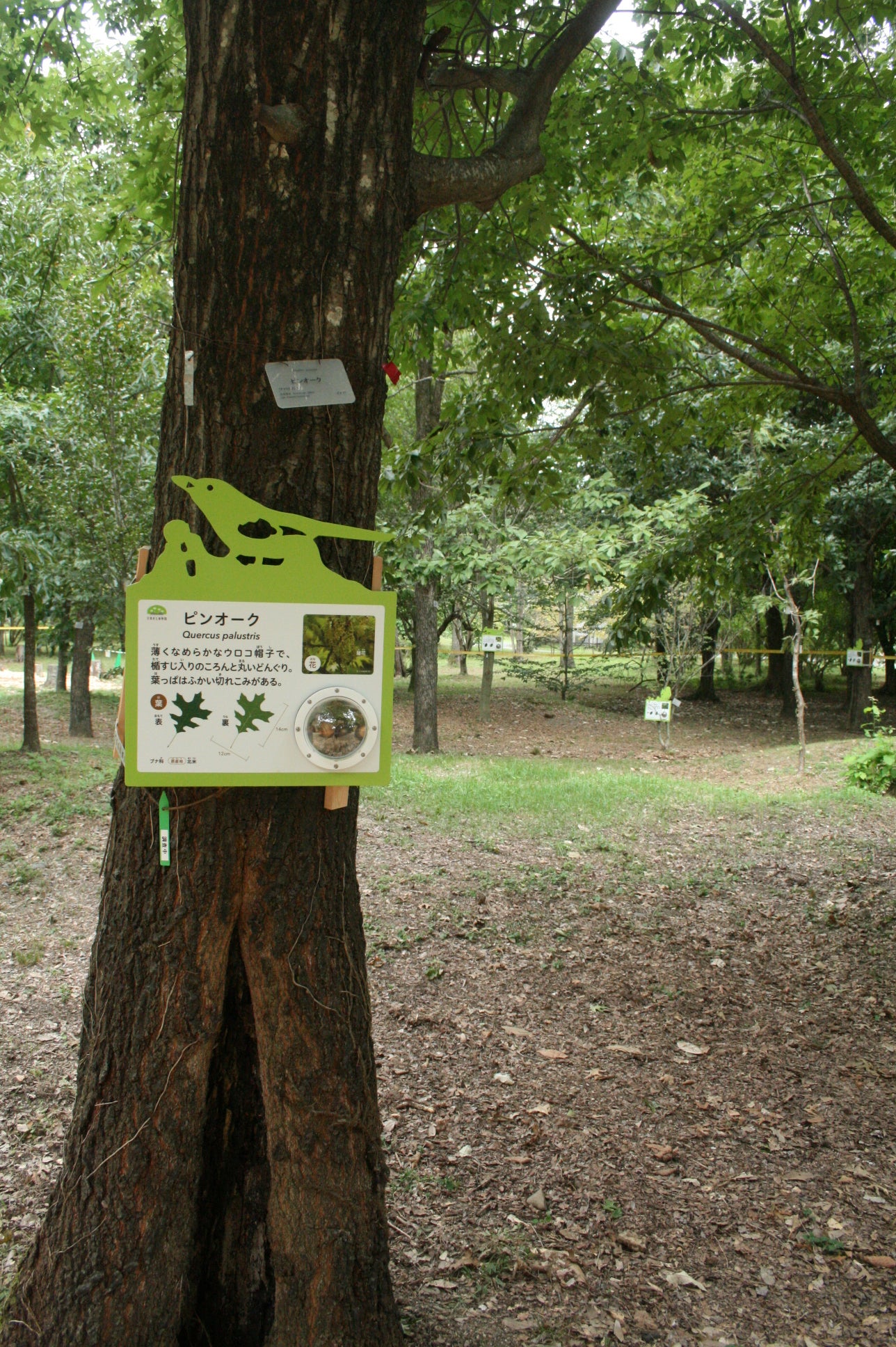 京都府立植物園 どんぐりの森「Dongreen Lab（どんぐりーんらぼ）」